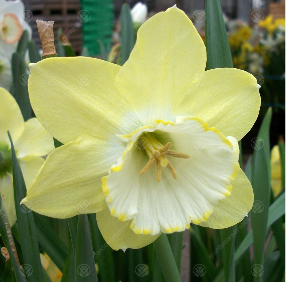 Daffodil Binkie -MASTER-