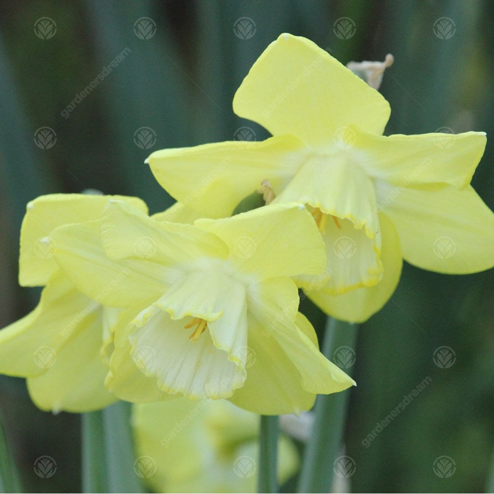 Daffodil Binkie -MASTER-