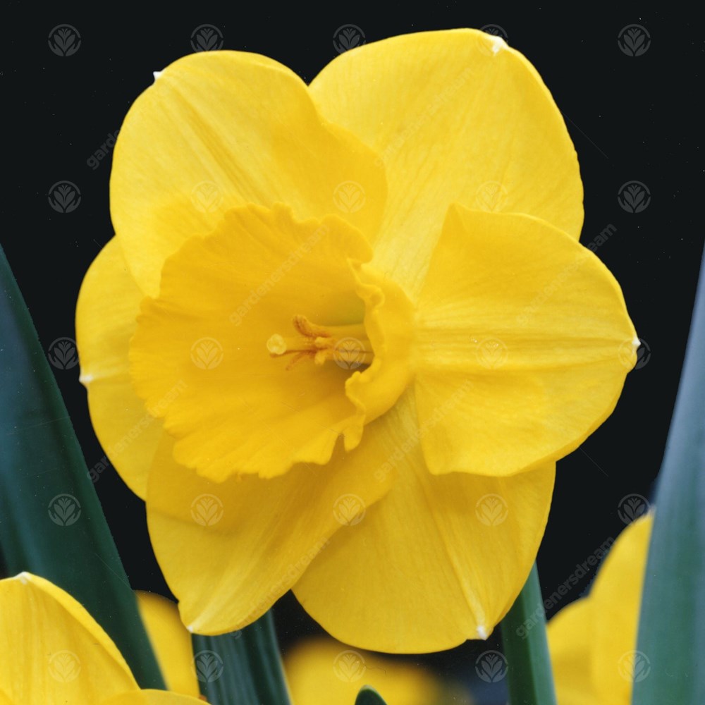 Daffodil Camelot -MASTER-