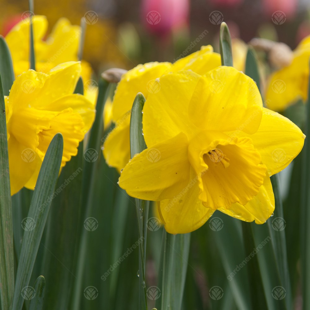Daffodil Camelot -MASTER-