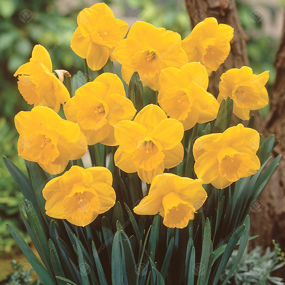 Daffodil Camelot -MASTER-