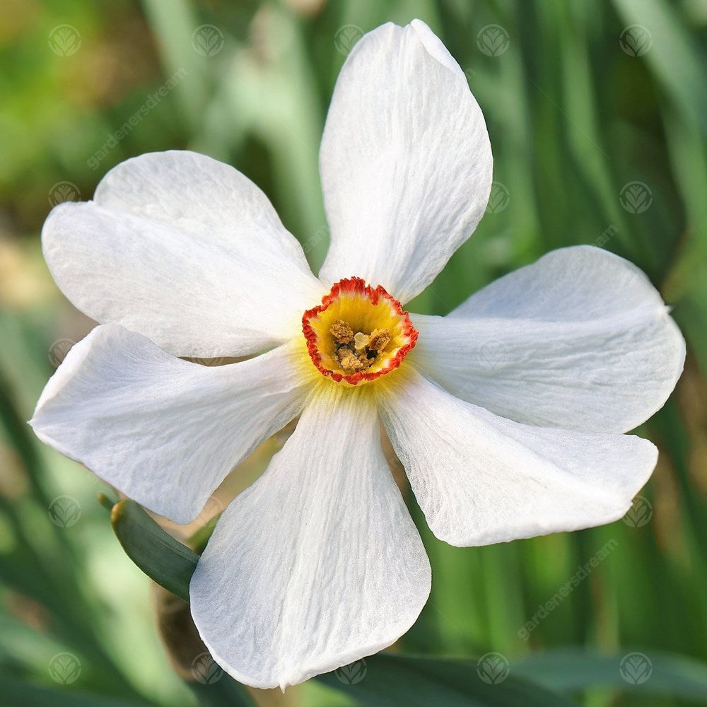 Daffodil Actaea -MASTER-