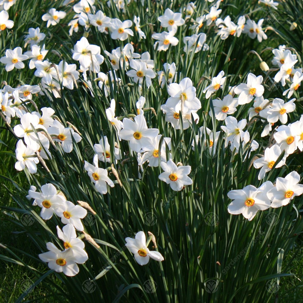 Daffodil Actaea -MASTER-