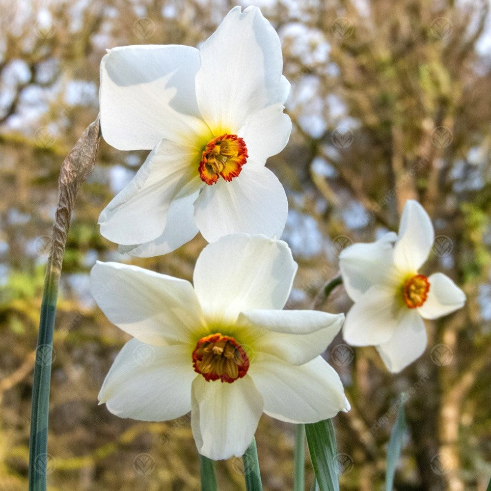 Daffodil Actaea -MASTER-