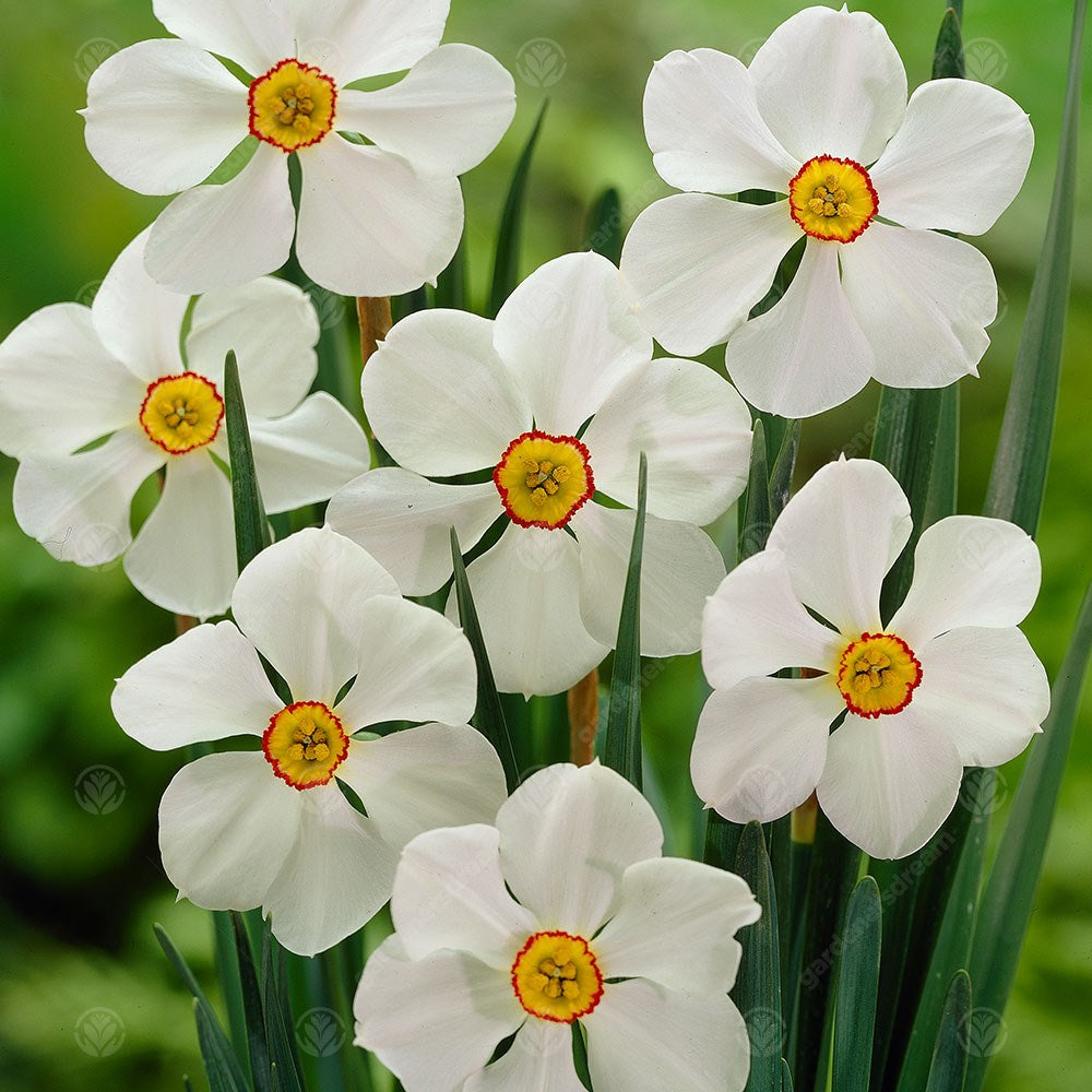 Daffodil Actaea -MASTER-