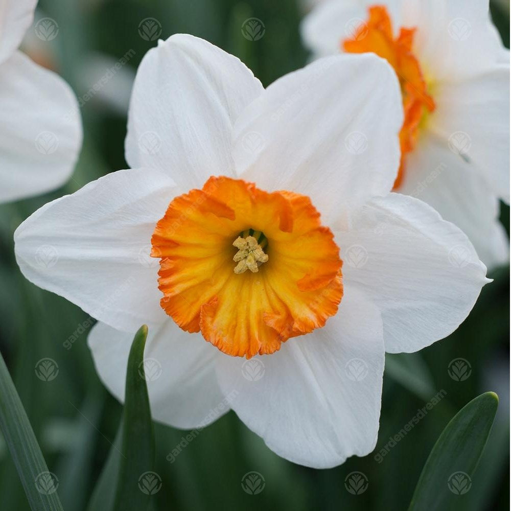 Daffodil Barrett Browning -MASTER-