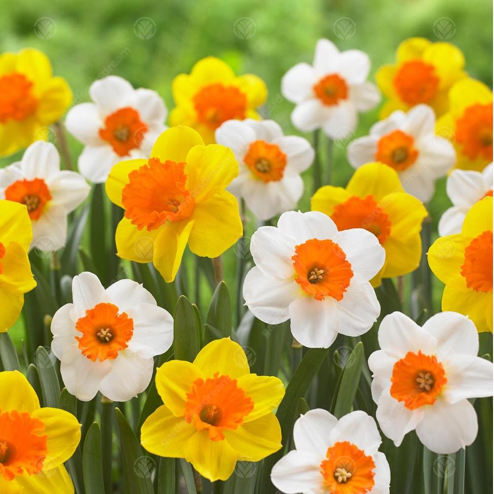 Daffodil Barrett Browning -MASTER-