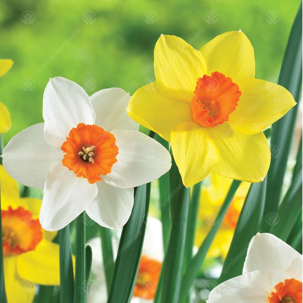 Daffodil Barrett Browning -MASTER-