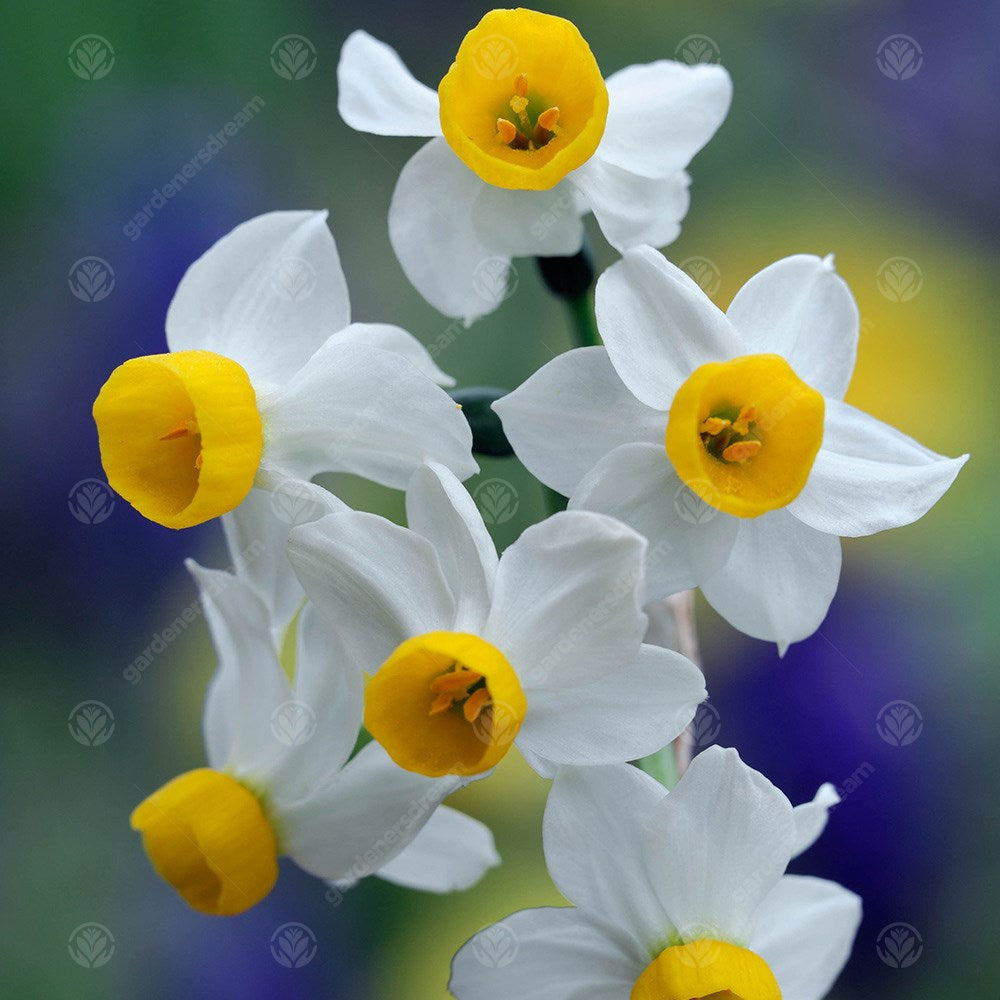 Narcissus Canaliculatus -MASTER-