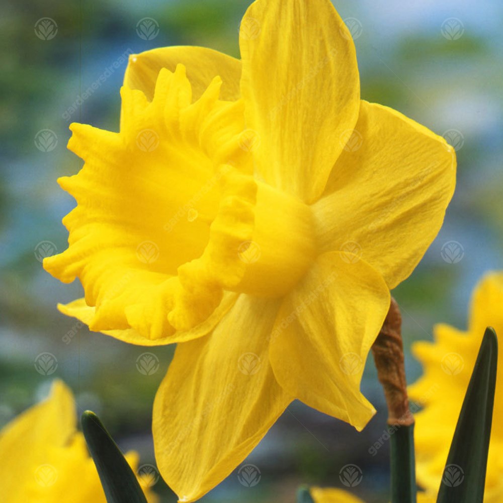 Daffodil Dutch Master -MASTER-