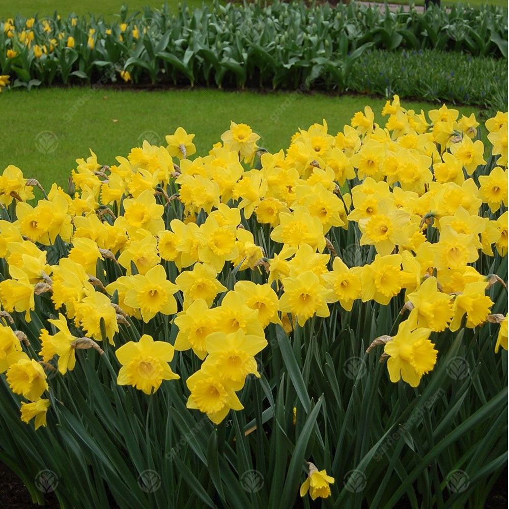 Daffodil Dutch Master -MASTER-