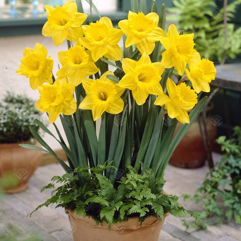 Daffodil Dutch Master -MASTER-