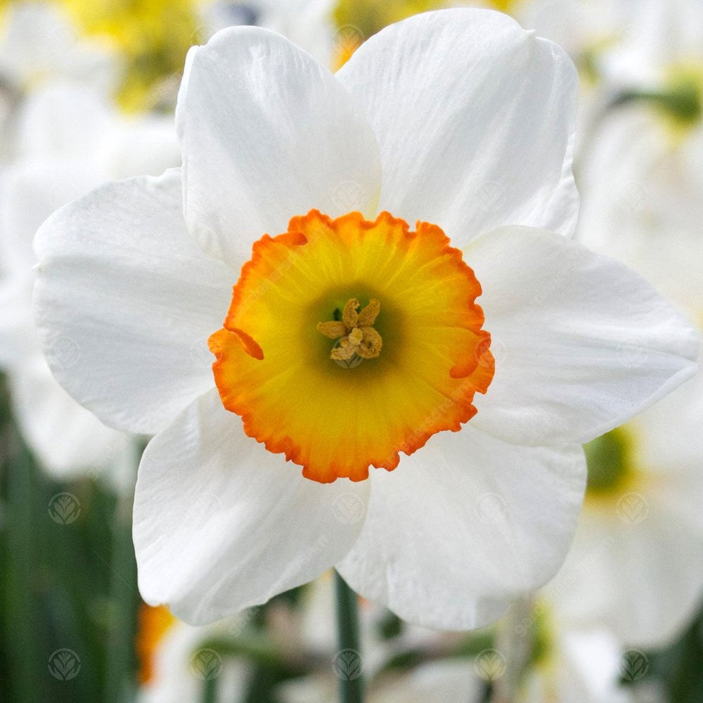 Daffodil Flower Record -MASTER-