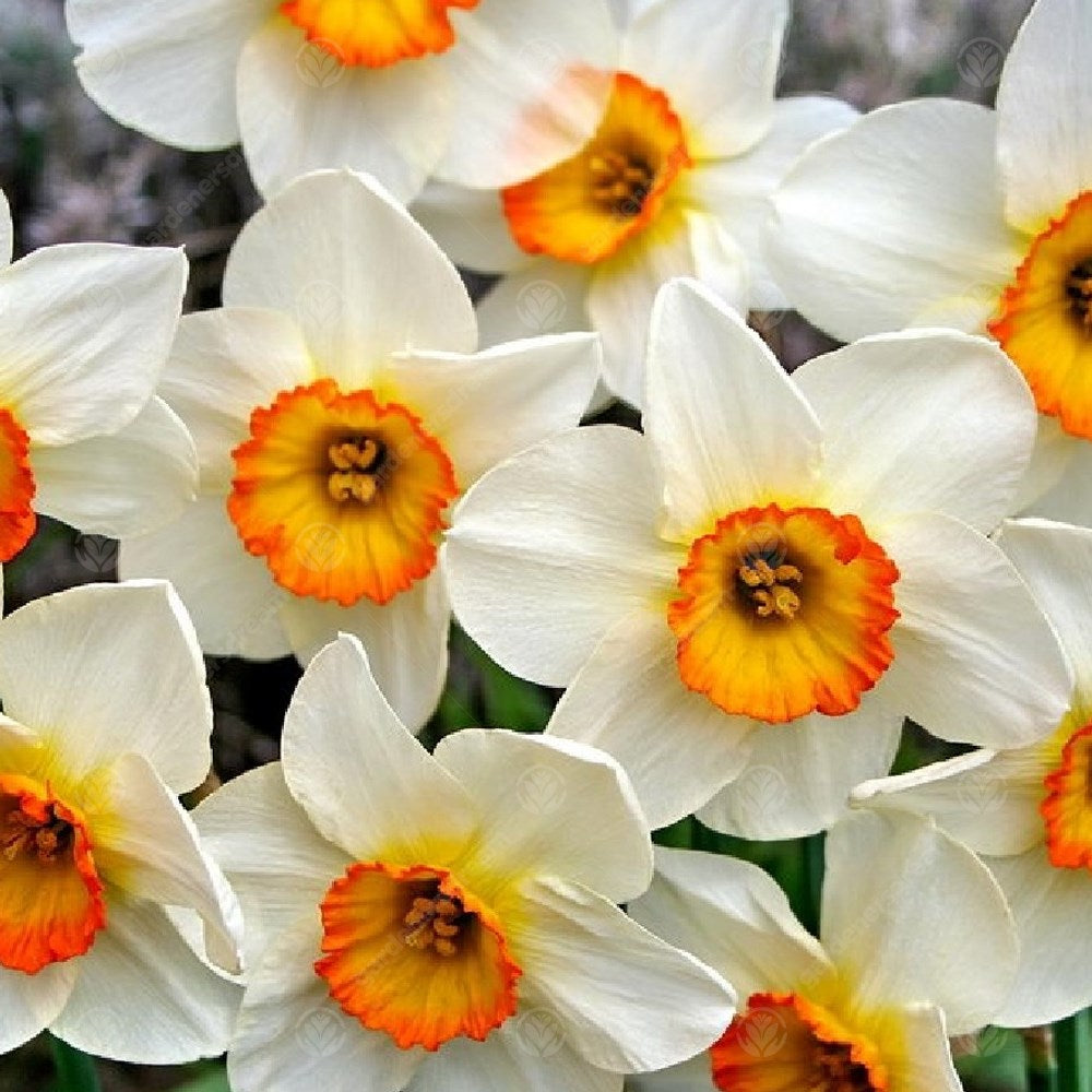 Daffodil Flower Record -MASTER-