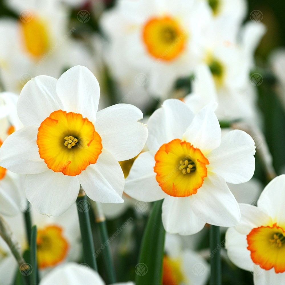 Daffodil Flower Record -MASTER-
