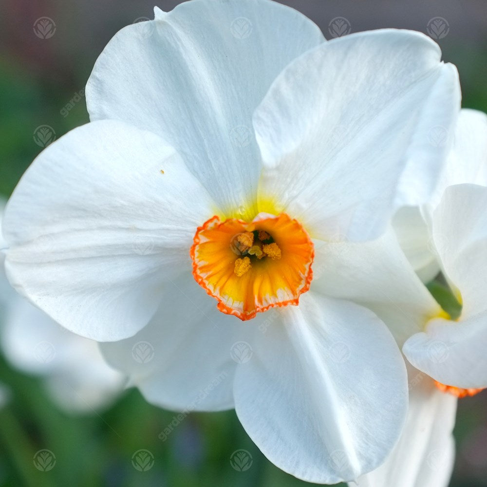 Daffodil Geranium -MASTER-