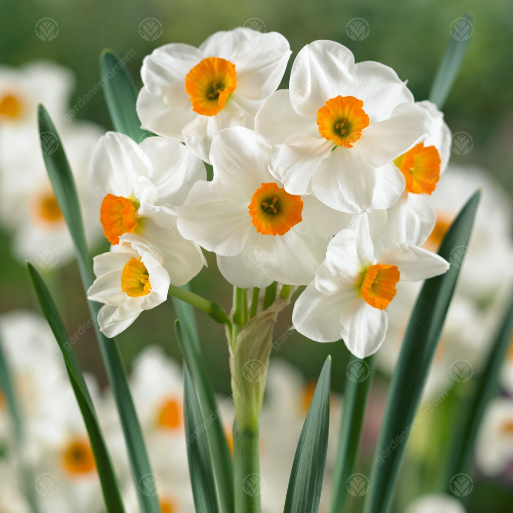 Daffodil Geranium -MASTER-