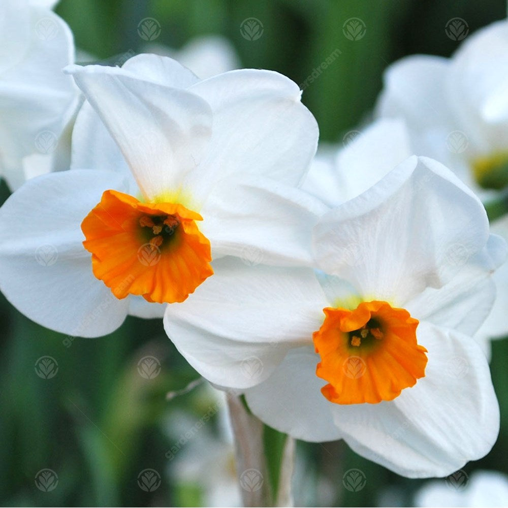 Daffodil Geranium -MASTER-