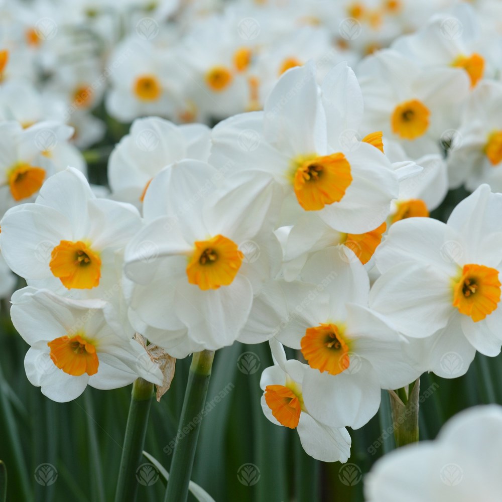 Daffodil Geranium -MASTER-