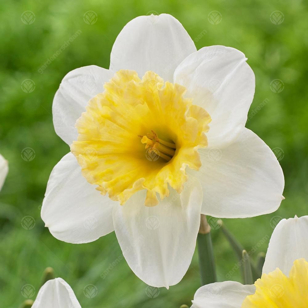 Daffodil Ice Follies -MASTER-