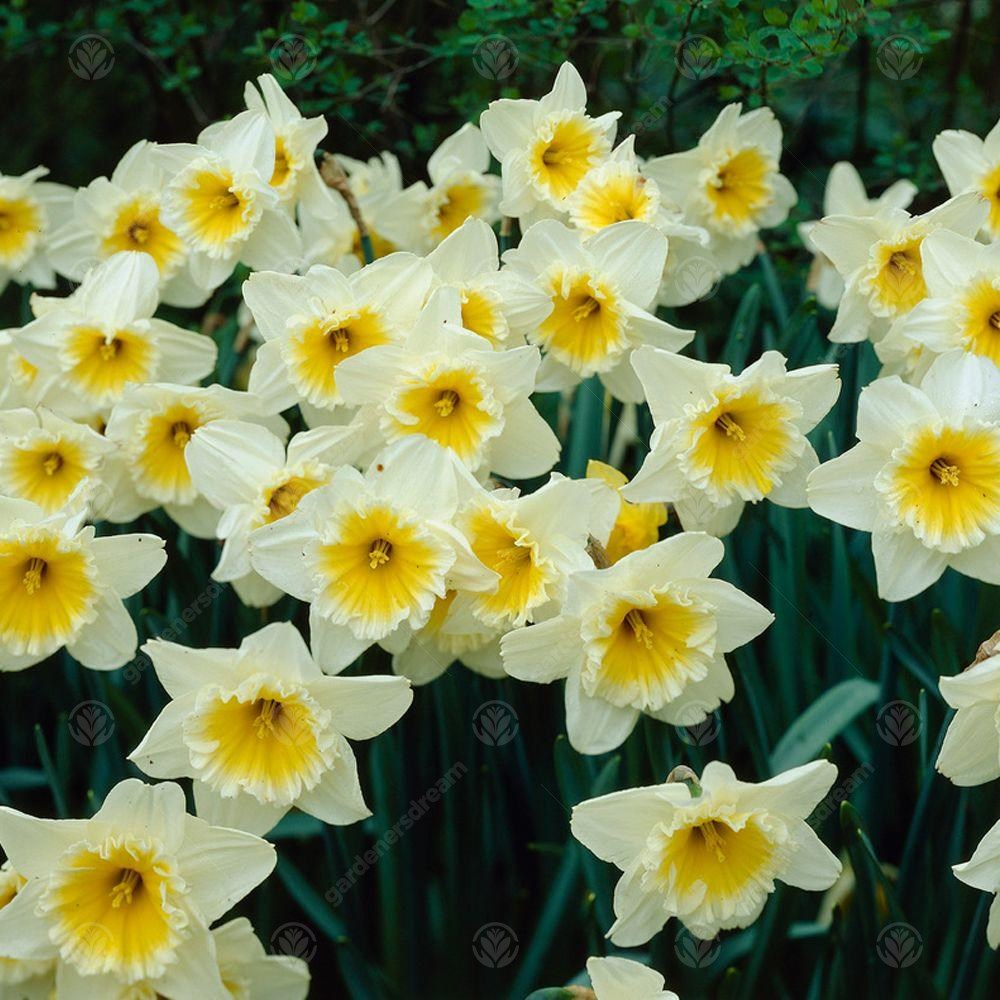 Daffodil Ice Follies -MASTER-