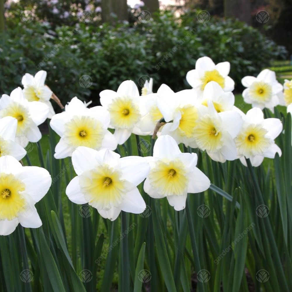 Daffodil Ice Follies -MASTER-