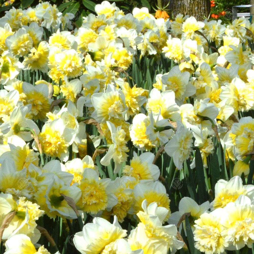 Daffodil Ice King -MASTER-