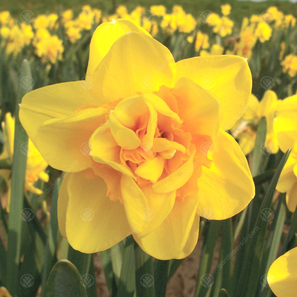 Daffodil Jack the Lad -MASTER-