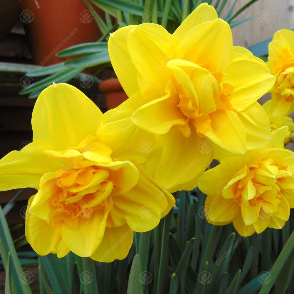 Daffodil Jack the Lad -MASTER-
