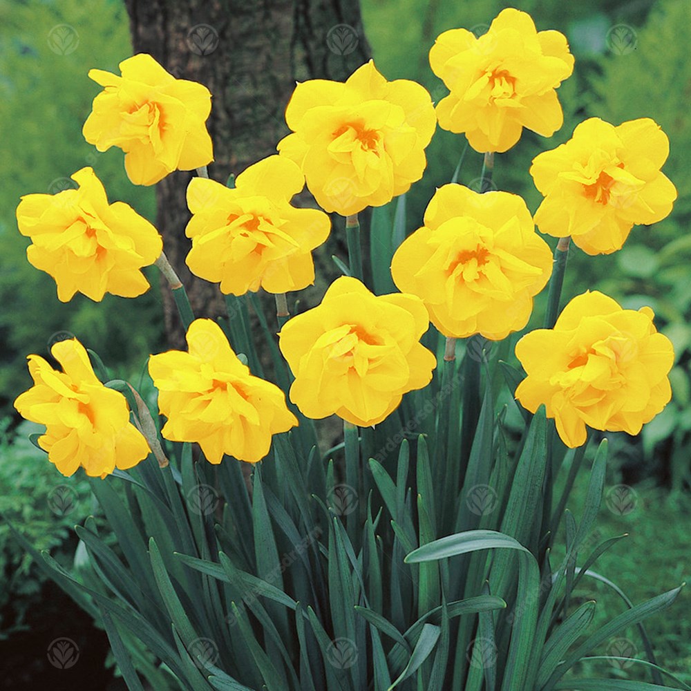 Daffodil Jack the Lad -MASTER-