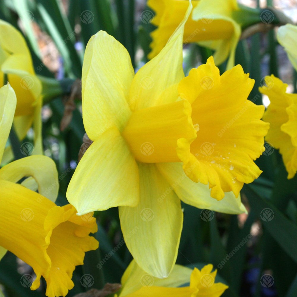 Narcissus January -MASTER-