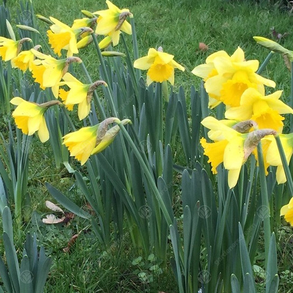 Narcissus January -MASTER-
