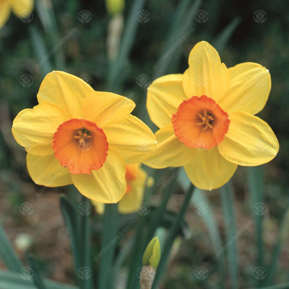 Daffodil Juanita -MASTER-