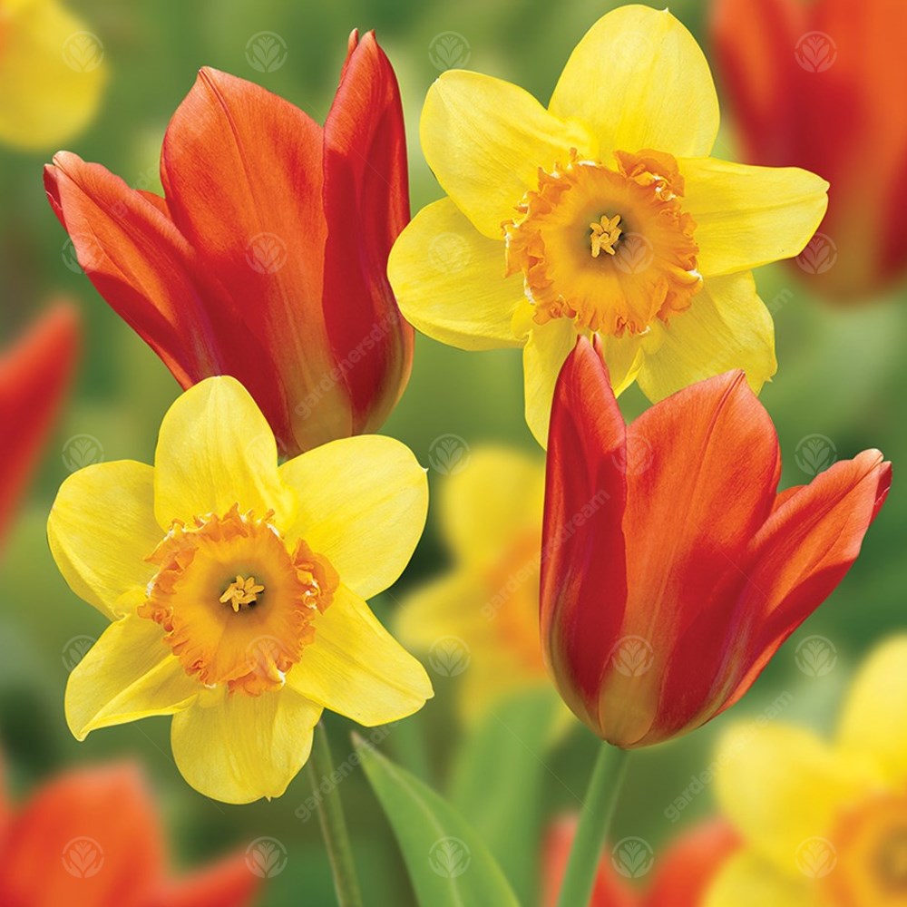 Daffodil Juanita -MASTER-
