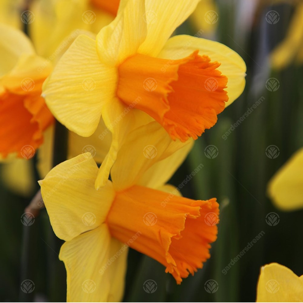 Daffodil Juanita -MASTER-