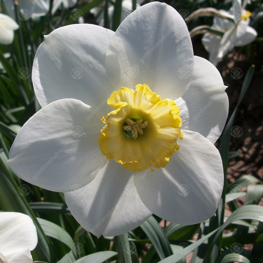Daffodil Loth Lorien -MASTER-