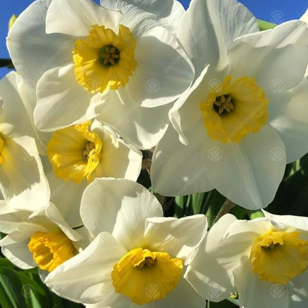 Daffodil Loth Lorien -MASTER-