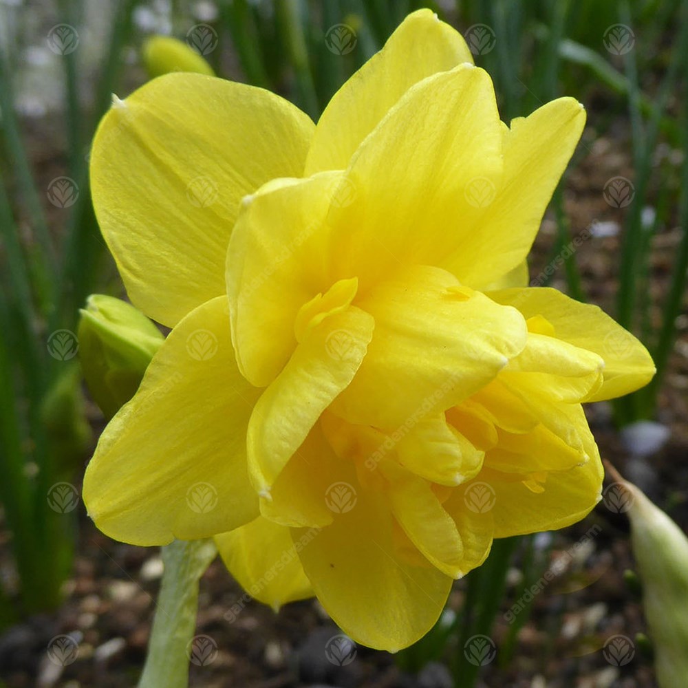 Narcissus Pencrebar -MASTER-