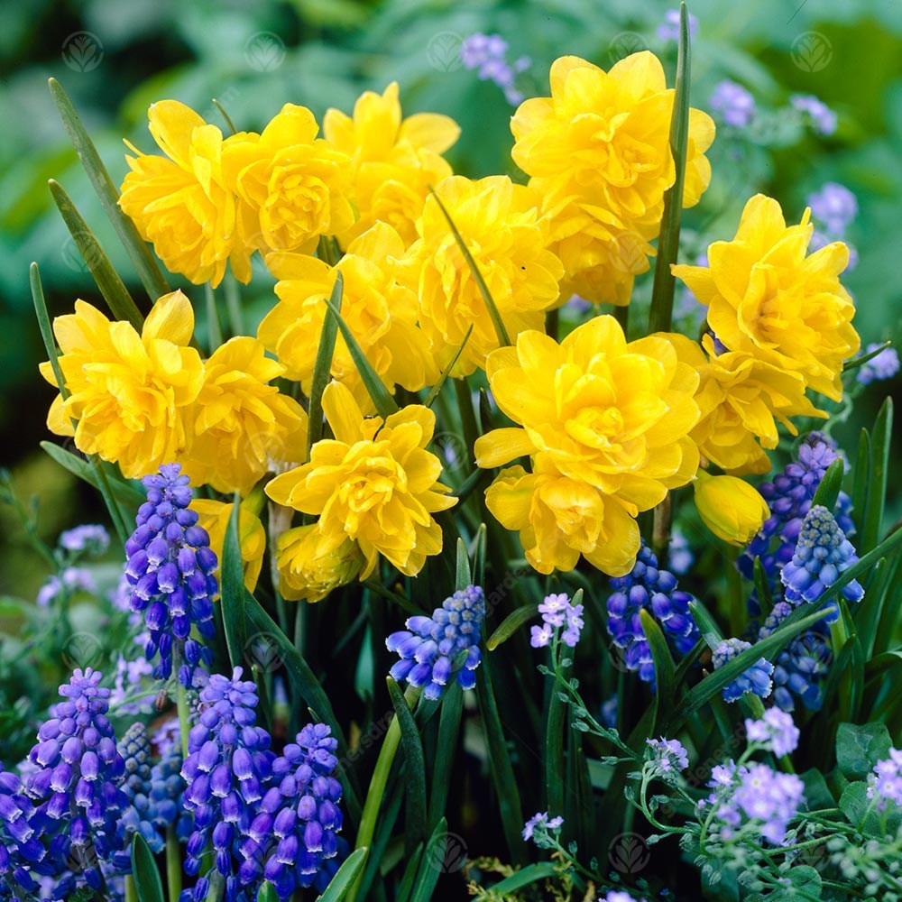 Narcissus Pencrebar -MASTER-