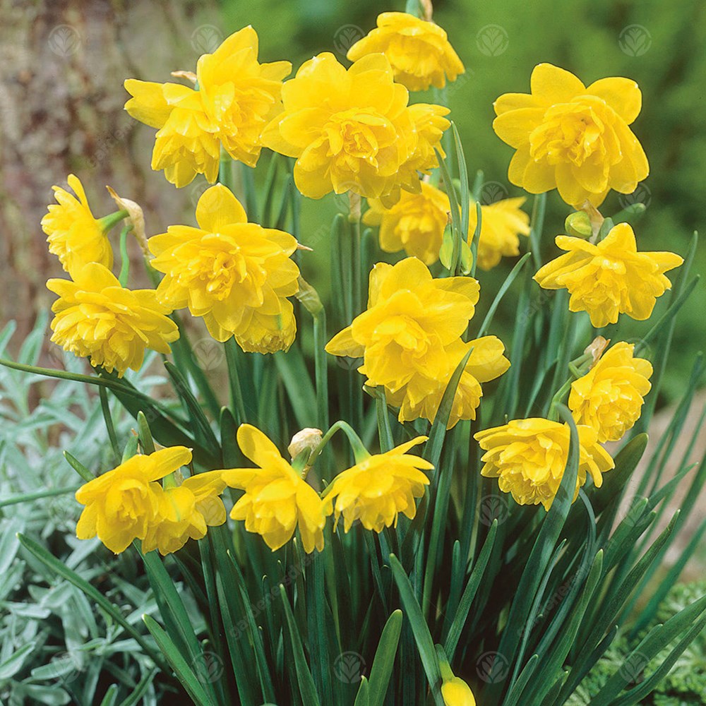 Narcissus Pencrebar -MASTER-