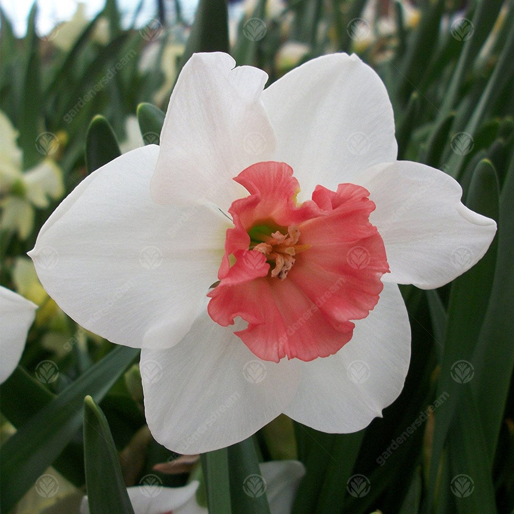 Daffodil Perfect Lady -MASTER-