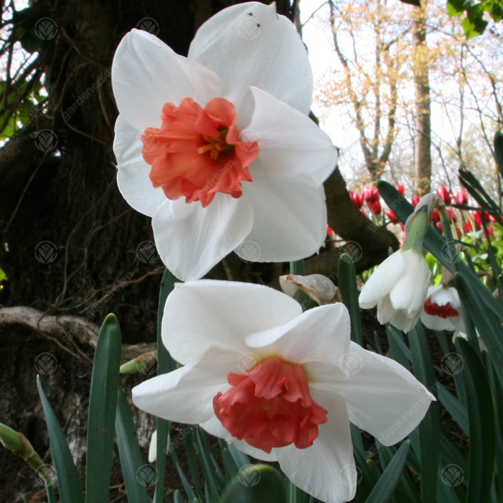 Daffodil Perfect Lady -MASTER-