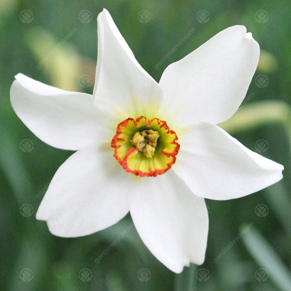 Daffodil Pheasant's Eye -MASTER-