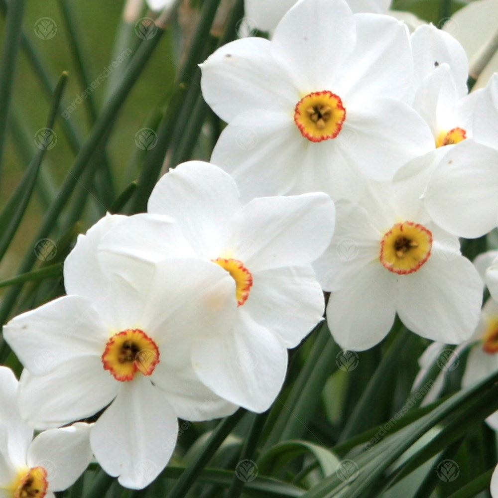Daffodil Pheasant's Eye -MASTER-