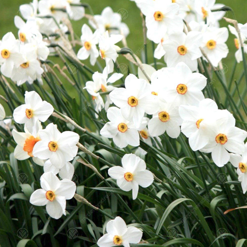Daffodil Pheasant's Eye -MASTER-