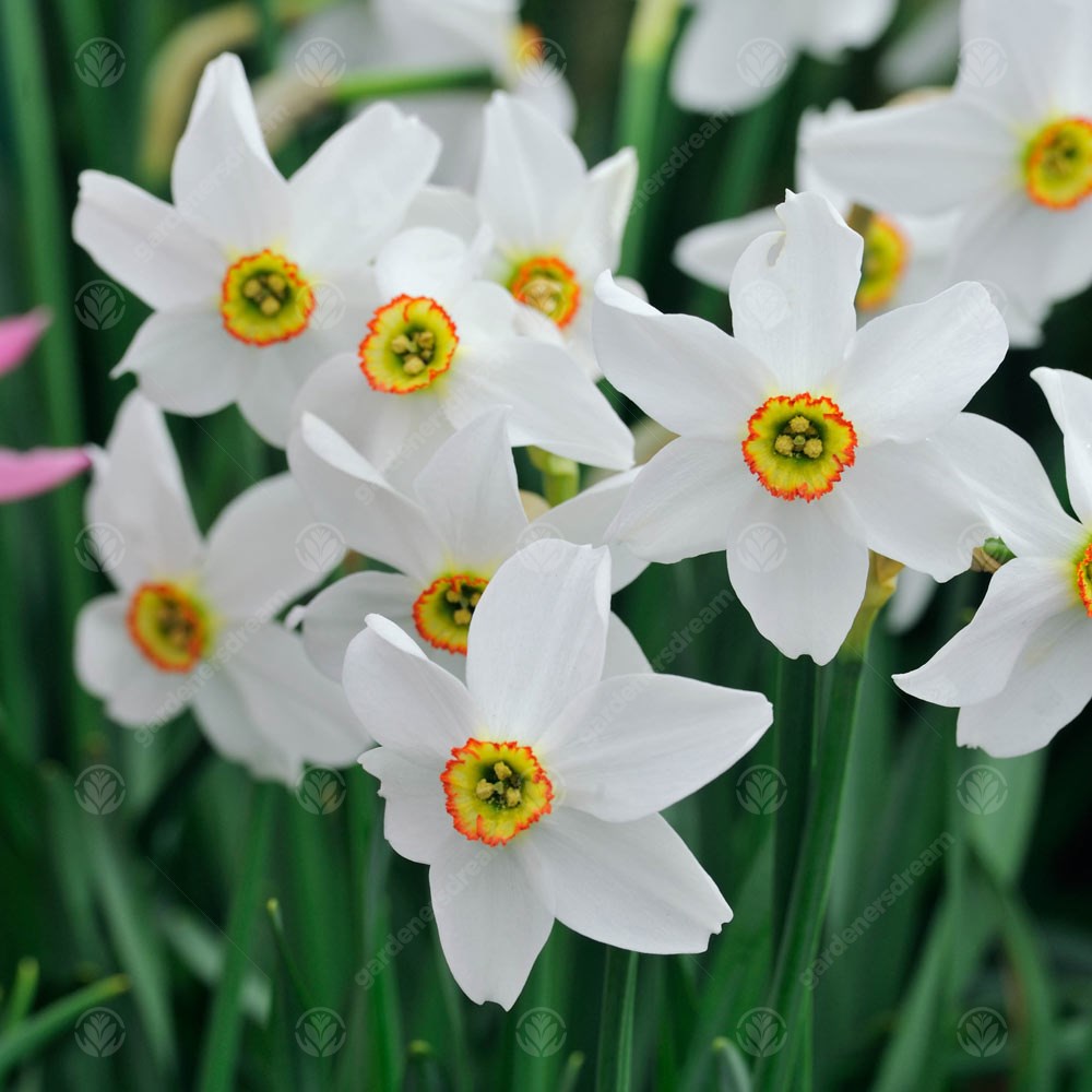 Daffodil Pheasant's Eye -MASTER-