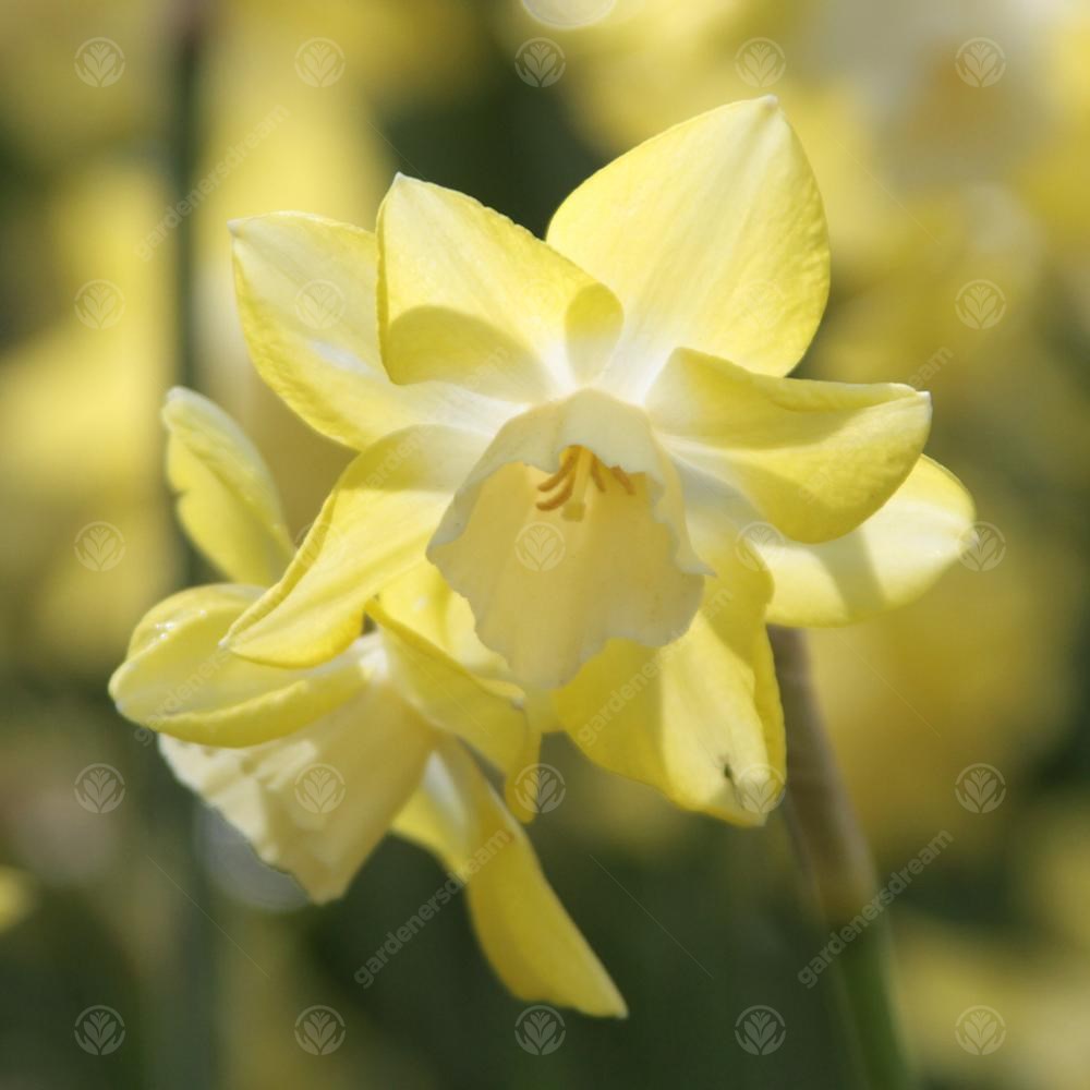 Narcissus Pipit -MASTER-