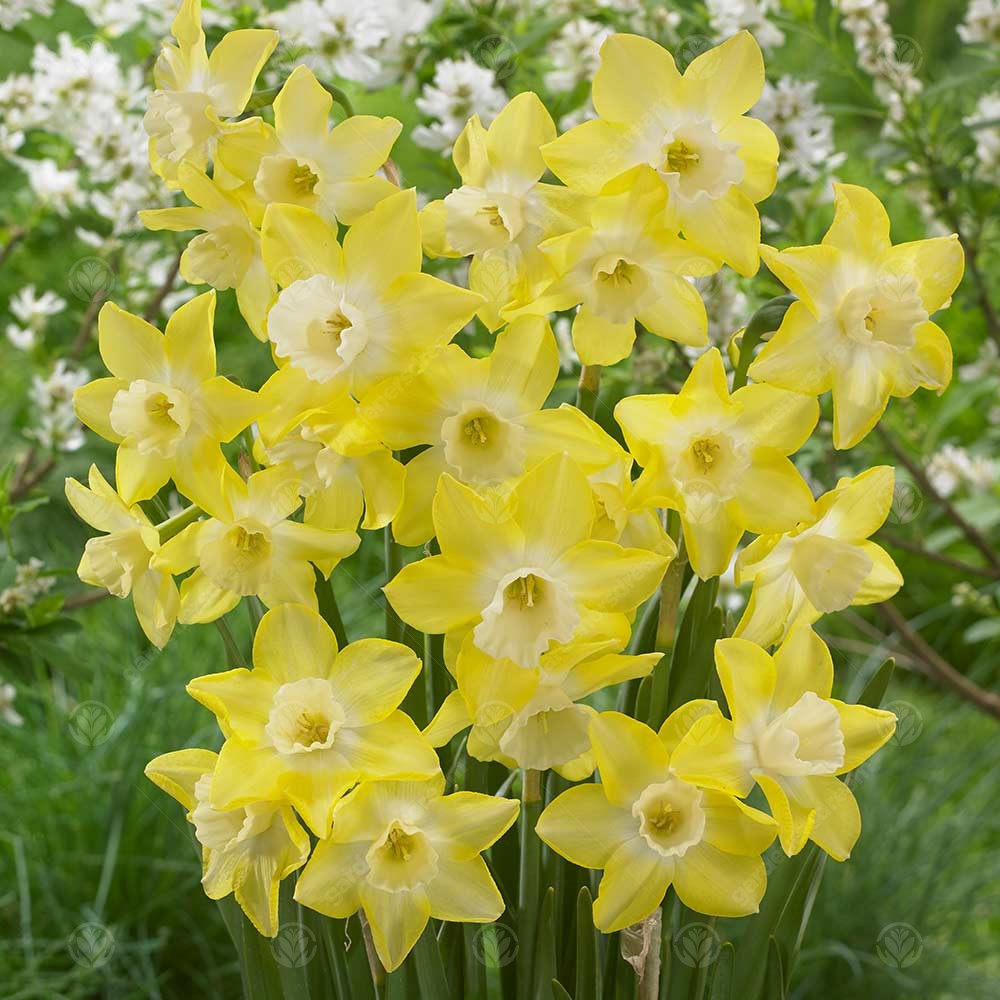 Narcissus Pipit -MASTER-