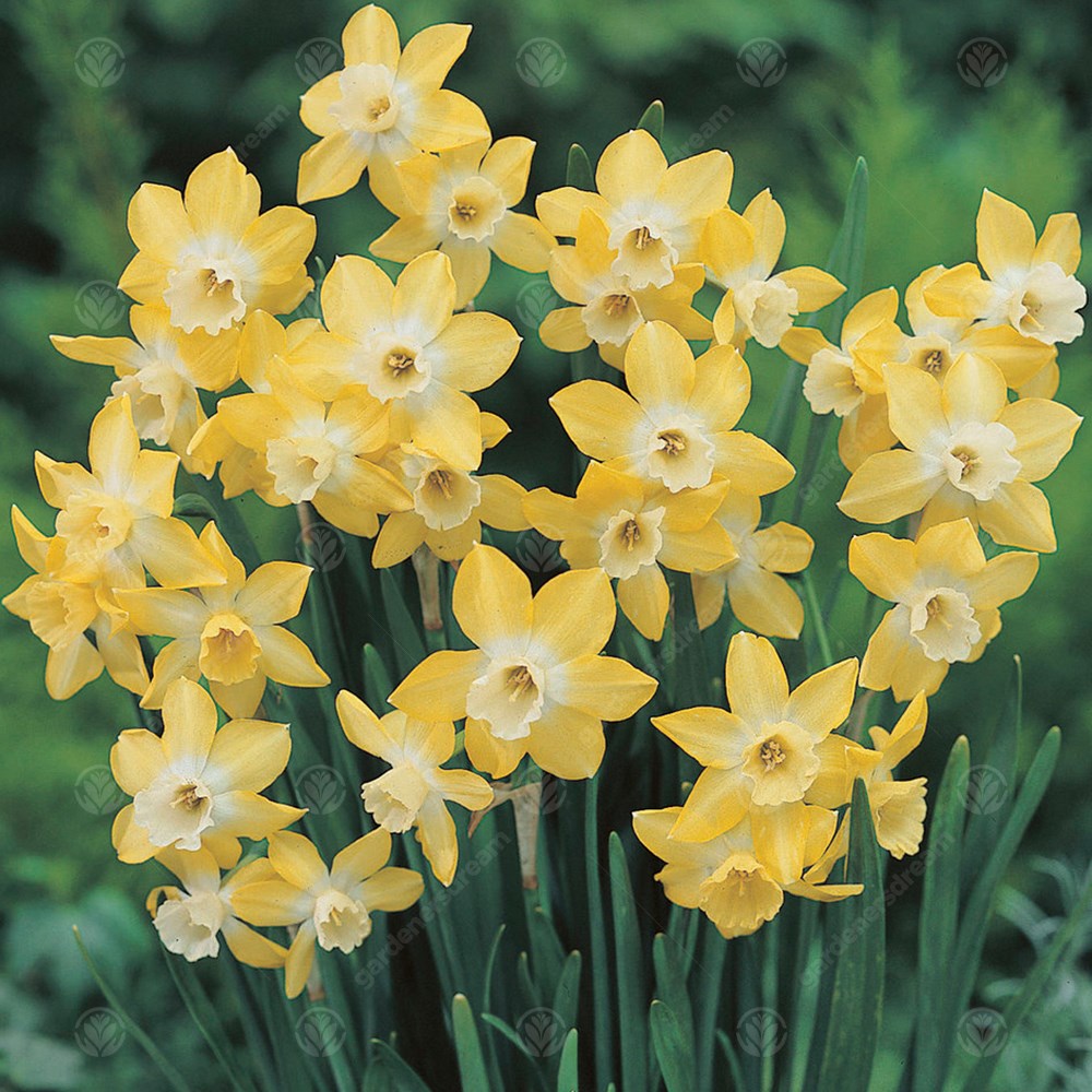 Narcissus Pipit -MASTER-