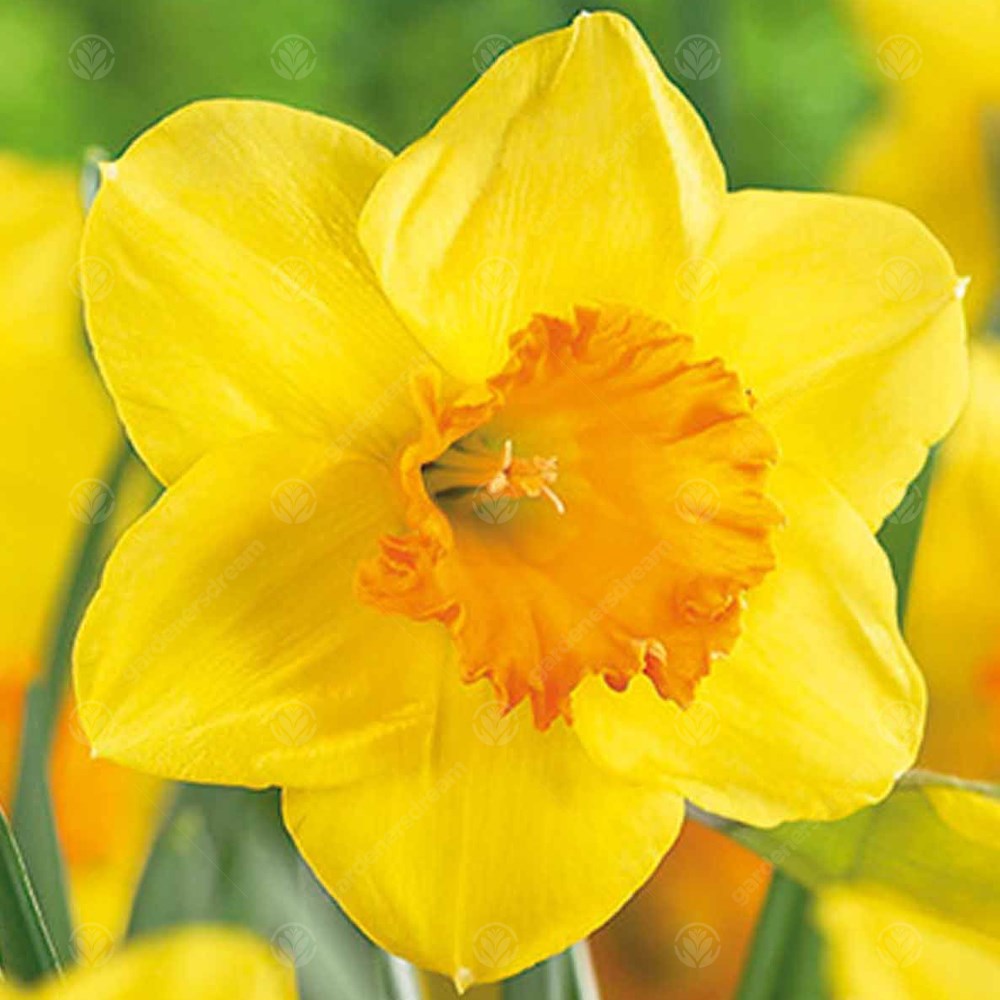 Daffodil Sealing Wax -MASTER-